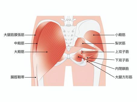骨盤周囲の筋肉①