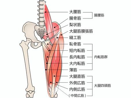 骨盤周囲の筋肉②
